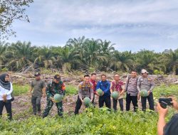 Panen Raya Semangka, BUMDes Simpang Harapan Tambusai Utara Buktikan Desa Bisa Jadi Pilar Ekonomi Rakyat