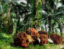 Hasil Sawit Rp60 Juta per Bulan, Kas Desa Hanya Terima Rp12 Juta per Tahun