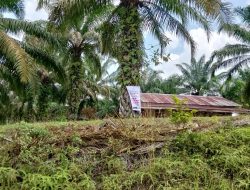 Konflik Mengguncang Rokan Hulu! Parlin Hasibuan dan Tokoh Adat M. Yani Pimpin Perlawanan, Lahan Adat Tobat Berubah Jadi Kebun Sawit