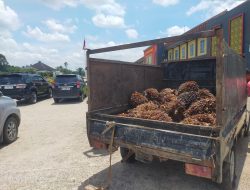 Dugaan Curat Sawit dan Narkotika di Rokan Hulu: Masyarakat Desak Aksi Cepat”