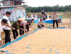 KAPolsek Tambusai Utara Bersama Personil ,” Sukses Panen Raya Jagung, Hasilkan 4 Ton Dukung Swasembada Pangan 2026 Di Desa Tambusai Utara