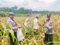 Panen Jagung 4 Ton di Rambah, Sinergi Polsek Rambah dan Petani Wujud Nyata Swasembada Pangan 2026*
