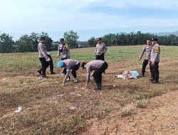 Dukung Ketahanan Pangan, Kapolsek Rambah Cek Pertumbuhan Jagung Hibrida di Lahan KM 7 Suka Maju*