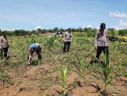 Kapolsek Rambah Cek Lahan Jagung Ketahanan Pangan 1 Ha di Pematang Berangan,