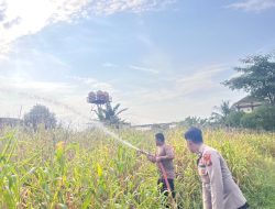 Jagung Hibrida Lahan Polres Rokan Hulu Tumbuh Optimal Usia 83 Hari, Dirawat Intensif
