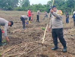 AKP Yani Marjoni Pimpin Tanam Jagung 1,5 Ha di Koto Tinggi, Polsek Rambah Kawal Ketahanan Pangan