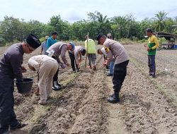 Kapolsek Tambusai Utara AKP Heri Tanam Jagung Kuartal II di Desa Suka Damai, Wujud Polri Dukung Ketahanan Pangan*