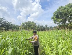 Dukung Program Ketahanan Pangan Nasional, Bhabinkamtibmas Desa Kasang Mungkal Perkuat Pendampingan Petani