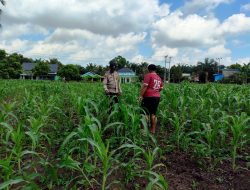 Polsek Tambusai Utara Dampingi Petani Jagung di Desa Mekar Jaya,, Antisipasi Dampak Hujan