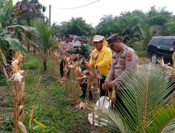 Hasilkan 2 Ton, Panen Raya Jagung Polsek Tambusai Utara di Lahan 1,5 Ha Mekar Jaya