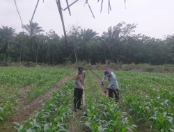 Tingkatkan Swasembada Pangan Nasional, Polsek Tambusai Utara Pantau Jagung Monokultur di Desa Suka Damai