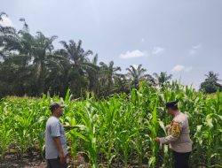 Di Tengah curah hujan,Polsek Tambusai Utara Terus Pantau Ketahanan Pangan Jagung Monokultur di Desa Bangun Jaya,
