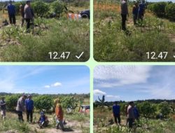 Polsek Tambusai Utara Tunjukkan Komitmen ,, Dukung Ketahan Pangan Nasional Adakan  Pendampingan Petani Mahato hingga Panen