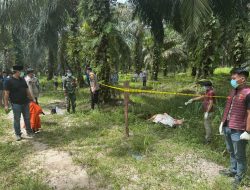 Polsek Tambusai Utara Respons Cepat Laporan Penemuan Jenazah di Mahato KM 24.