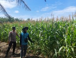 Polsek Tambusai Utara Selalu Pantau  Ketahanan Pangan  Desa Suka Damai Seluas 1 Hektar