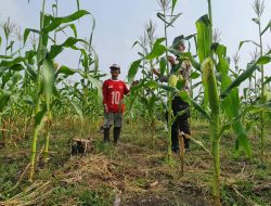 Sinergi Polri dan Petani di Simpang Harapan untuk Wujudkan Swasembada Pangan Nasional